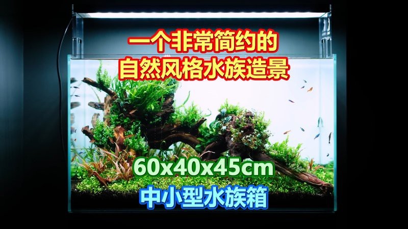 60X40X45的魚缸好看嗎