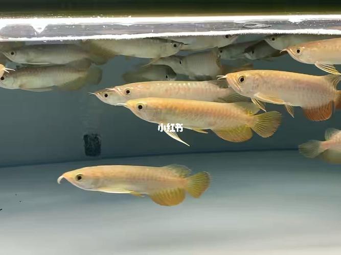 小金龍魚幼苗圖片