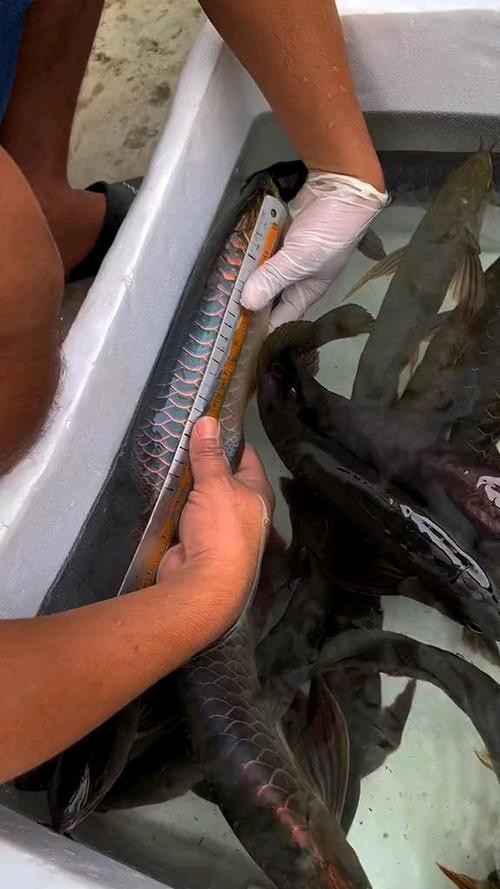 小金龍魚幼苗圖片