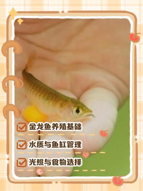 小金龍魚幼苗圖片