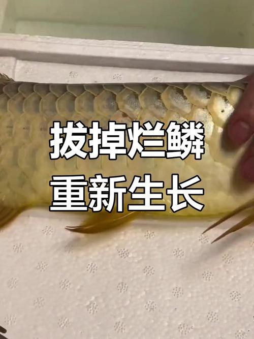 金龍魚鱗片掉了一半怎么辦
