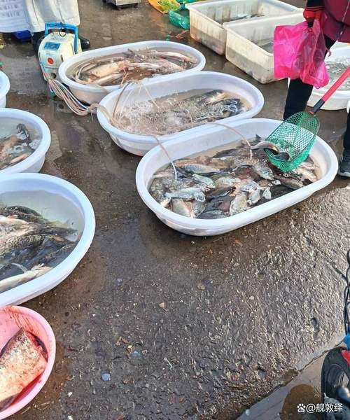 金龍福龍魚多久換一次水，金龍魚多久換一次水？