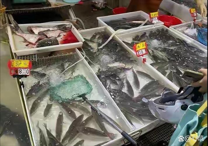揚州龍魚批發價格表圖片