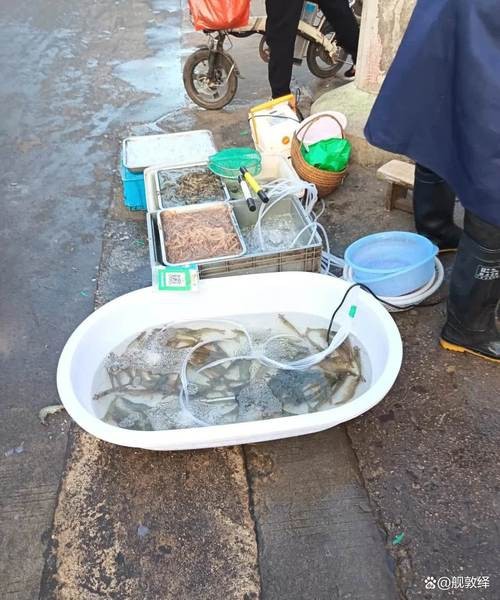 揚州龍魚批發價格表圖片