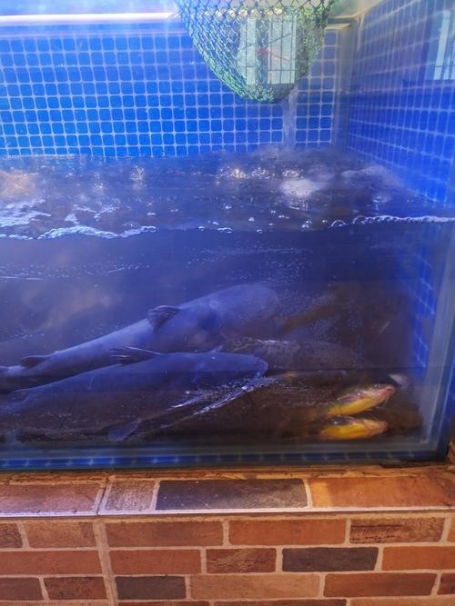揚州龍魚批發價格表圖片