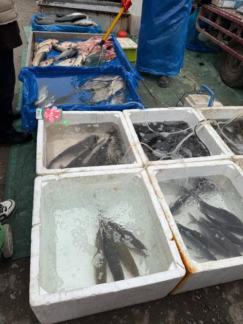 揚州龍魚批發價格表圖片