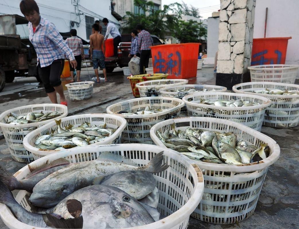揚州龍魚批發價格表圖片