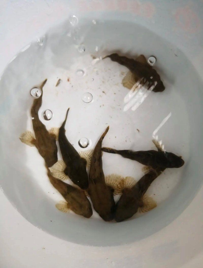 虎頭鯊2024價目表 龍魚論壇 第1張 虎頭鯊2024價目表 虎頭鯊2024價目表 龍魚論壇 第1張