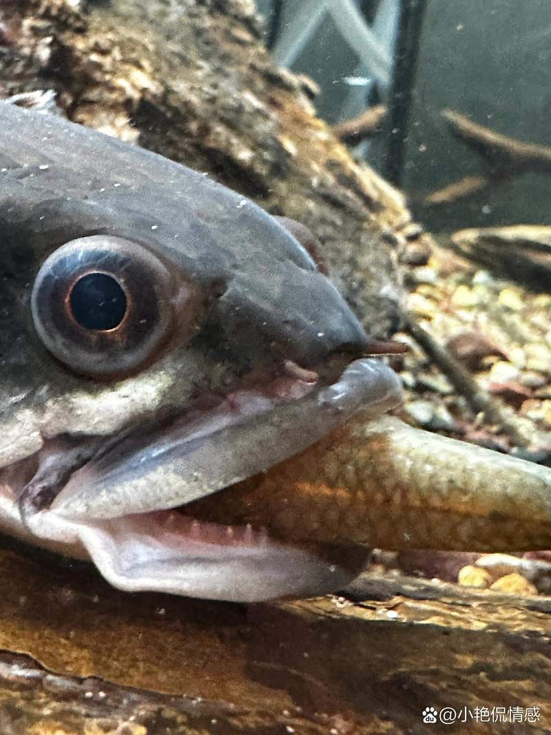如何安全地給雷龍魚投喂活餌？