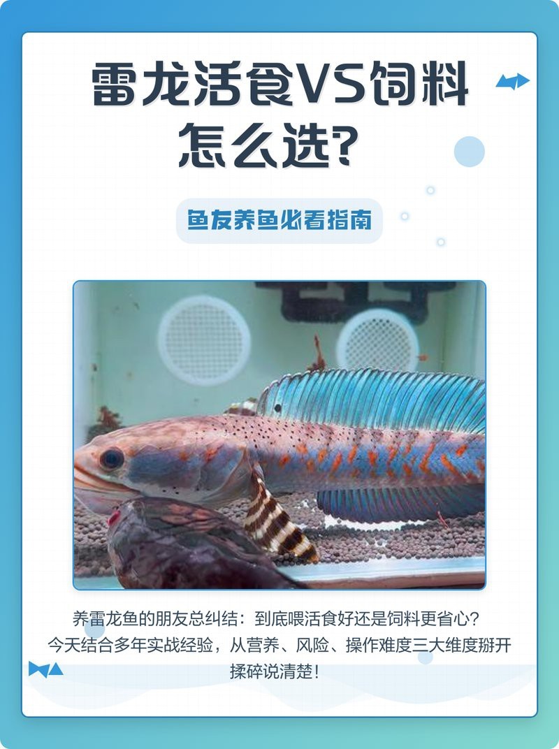 如何安全地給雷龍魚投喂活餌？