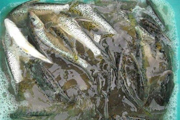 花骨魚多少錢一斤