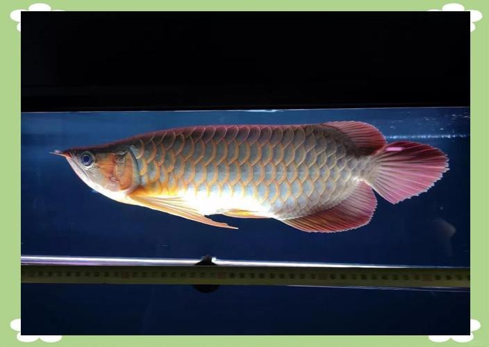 金龍魚第六排鱗片受損如何修復(fù)？