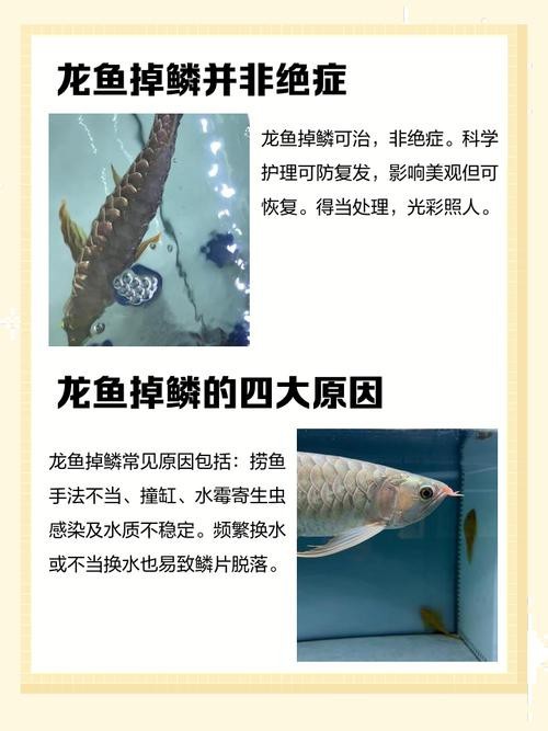 金龍魚第六排鱗片受損如何修復(fù)？