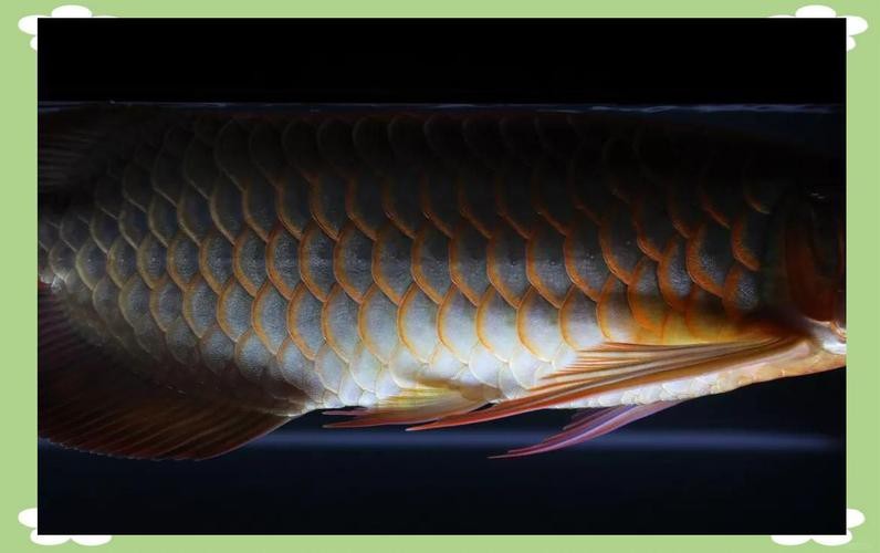 金龍魚第六排鱗片受損如何修復(fù)？