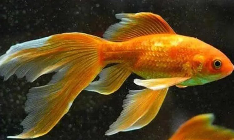 金魚品種大全