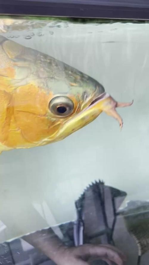 龍魚輕微掉眼能恢復(fù)嗎圖片