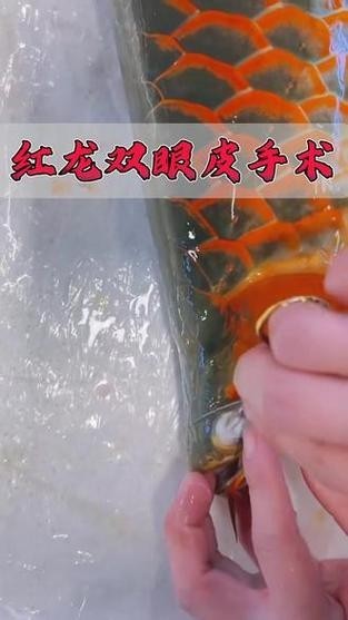 龍魚輕微掉眼能恢復(fù)嗎圖片