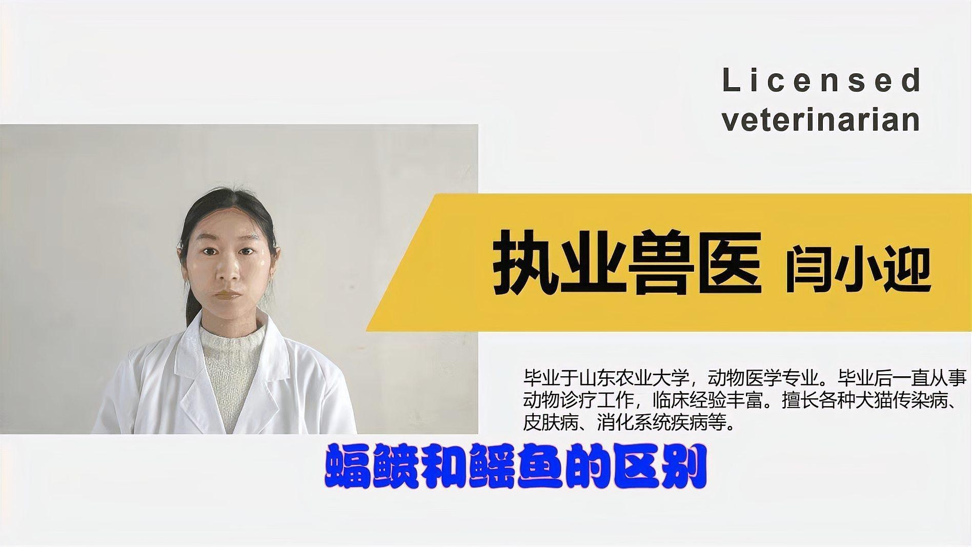 蝠鲼與鰩魚的區別