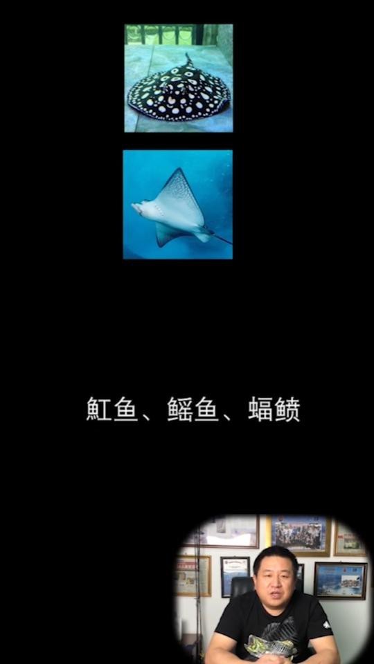 蝠鲼與鰩魚的區別
