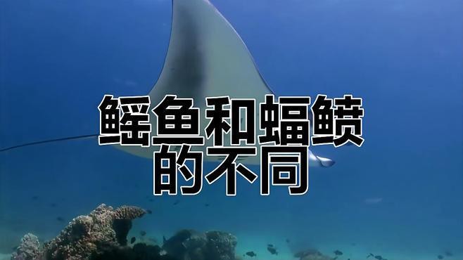 蝠鲼與鰩魚的區別