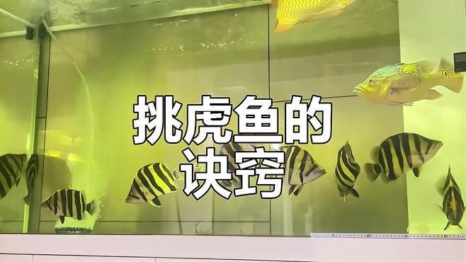 虎魚怎么挑選品相