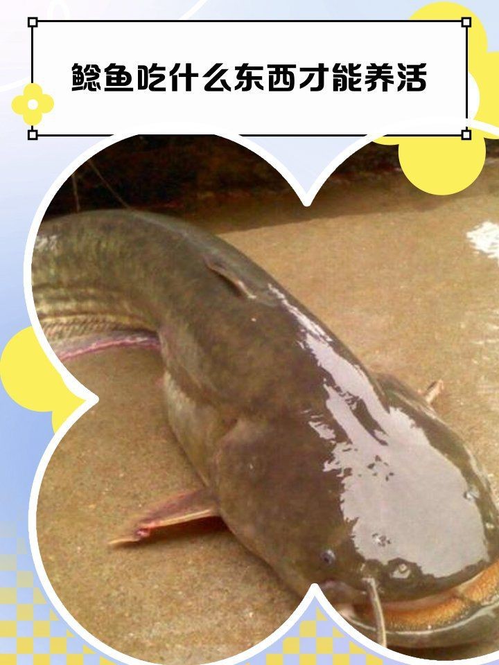 虎皮鴨嘴鯰吃什么