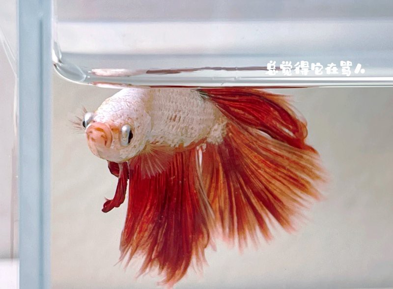 魚得了白點放鹽管用嘛