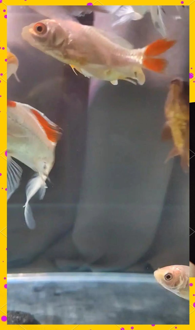 魚得了白點放鹽管用嘛