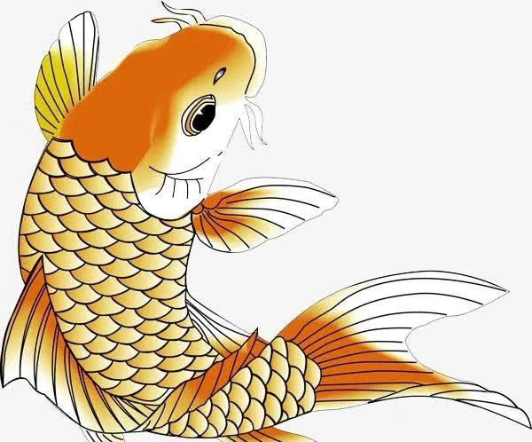 紅面財神魚最忌三種食物一覽表