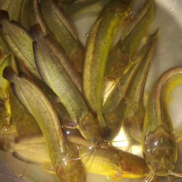 附近鯰魚苗市場