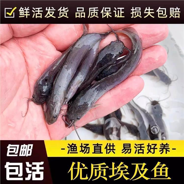 附近鯰魚苗市場