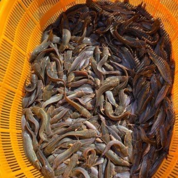 附近鯰魚苗市場
