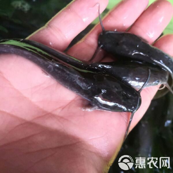 附近鯰魚苗市場