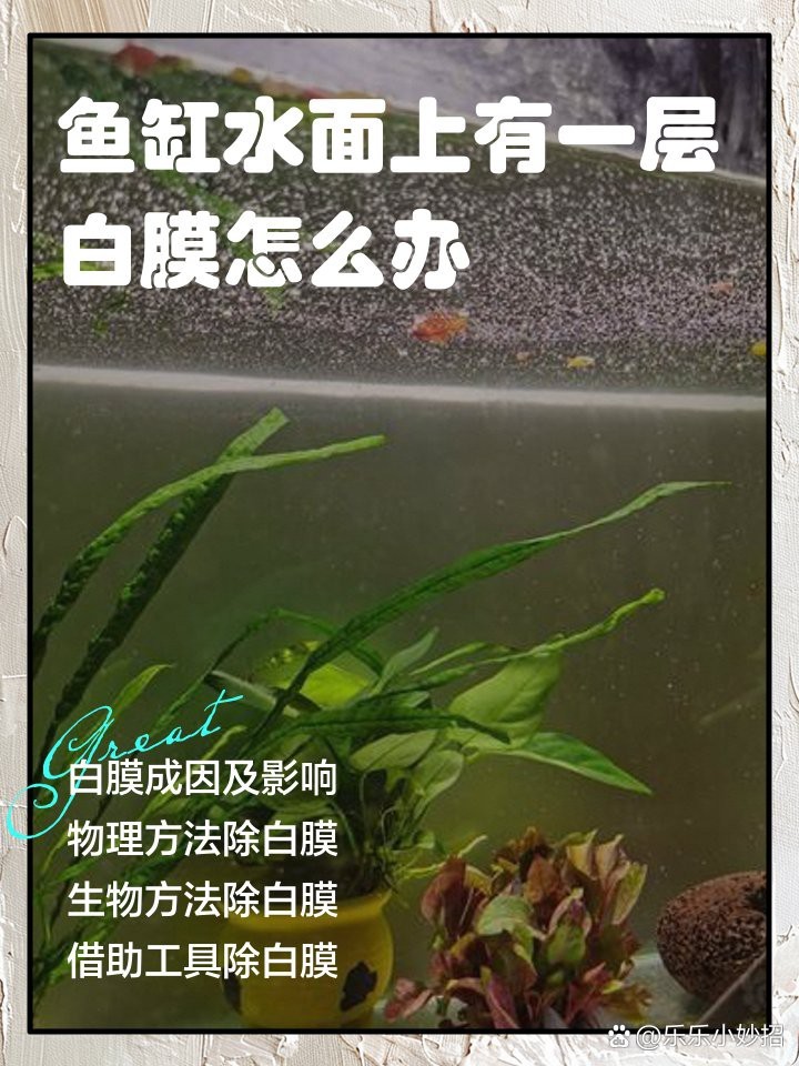 龍魚白膜去除最簡單三個步驟