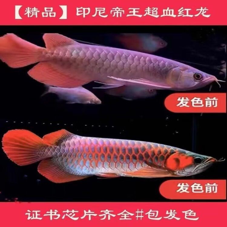 印尼金龍魚(yú)的價(jià)格是多少錢(qián)一只