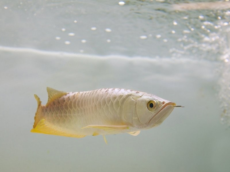 龍魚吃蜈蚣后多久會(huì)恢復(fù)？