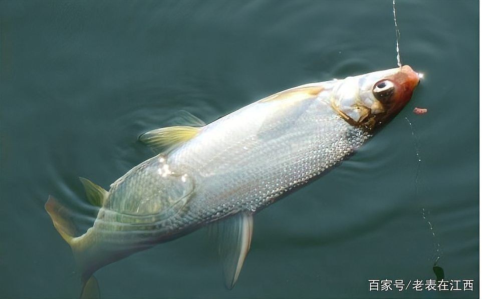 紅尾平克魚吃什么