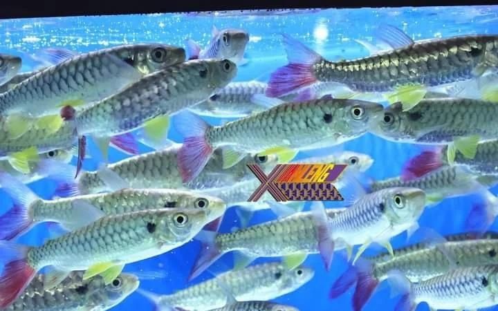 紅尾平克魚吃什么
