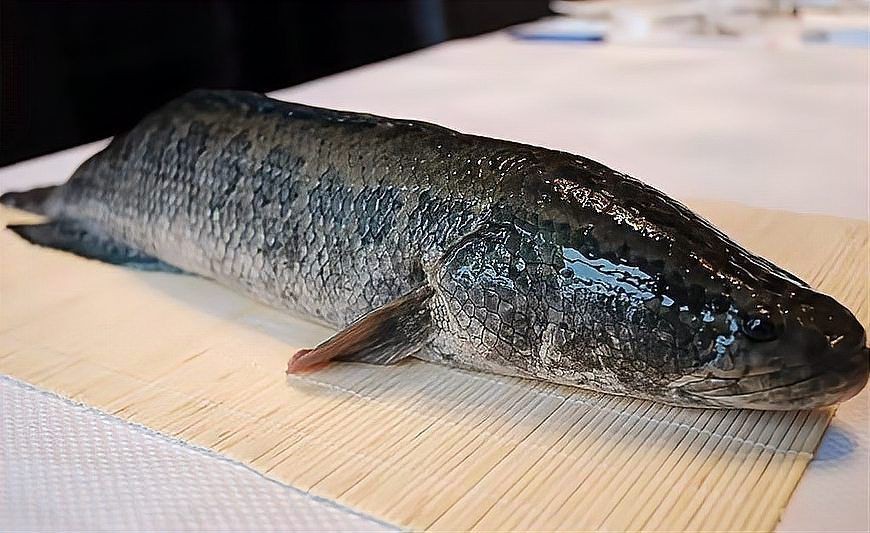 蝴蝶魚片怎么做好吃 蝴蝶魚片怎么做好吃 龍魚論壇 第8張