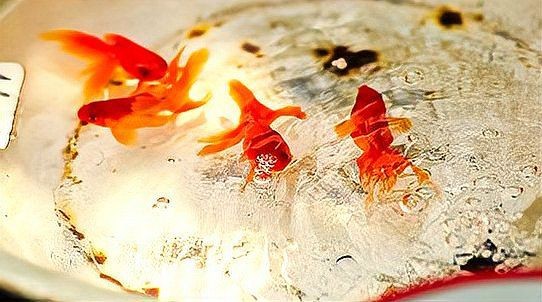 紅龍魚死了風(fēng)水解說(shuō)