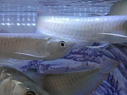 銀龍魚的圖片價格大全