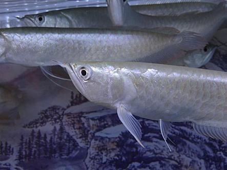 銀龍魚的圖片價格大全