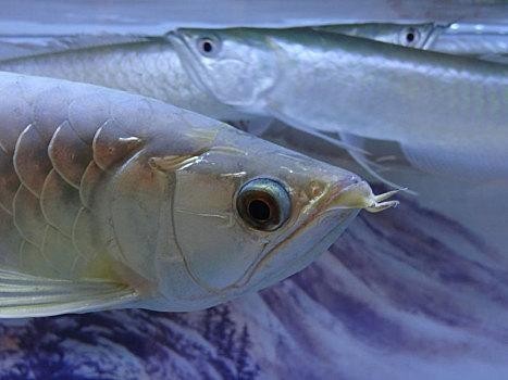 銀龍魚的圖片價格大全