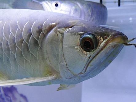 銀龍魚的圖片價格大全