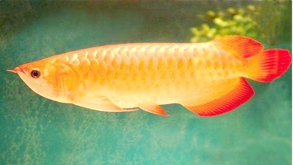 銀龍魚的圖片價格大全