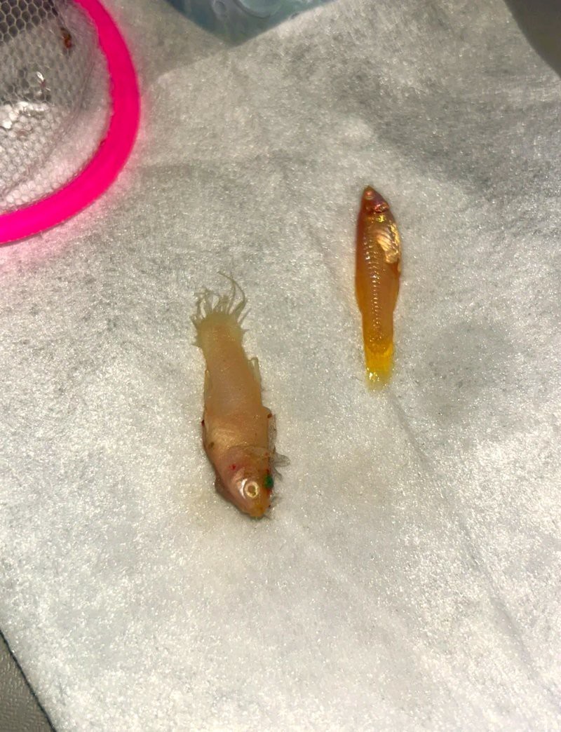 小火龍魚死亡樣子