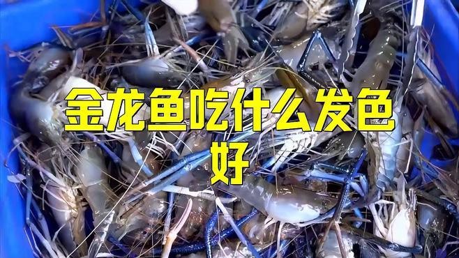 如何調整金頭過背金龍魚的喂食量？ 如何調整金頭過背金龍魚的喂食量？ 龍魚百科 第5張