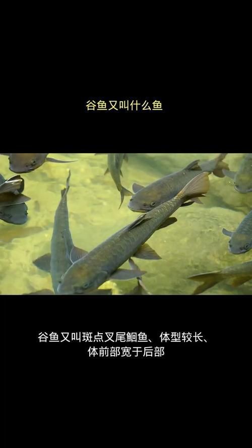 谷魚長(zhǎng)啥樣圖片
