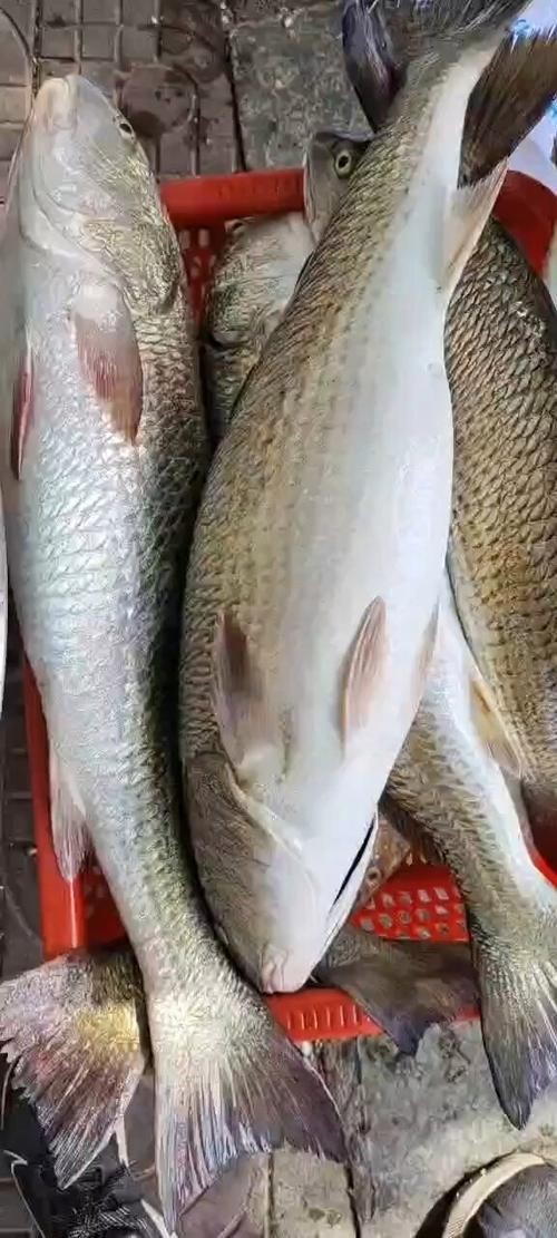 谷魚長(zhǎng)啥樣圖片