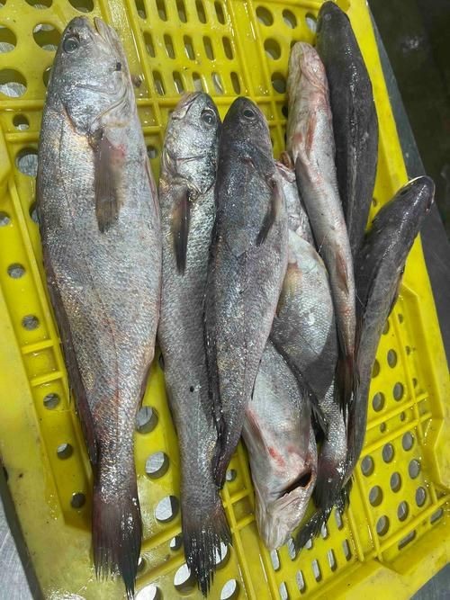 谷魚長(zhǎng)啥樣圖片
